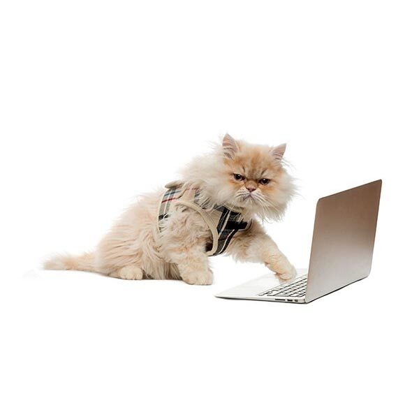 News Archive 2020 - cat wearing glasses typing at computer