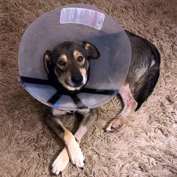 Nick dog recovering from surgery at foster home