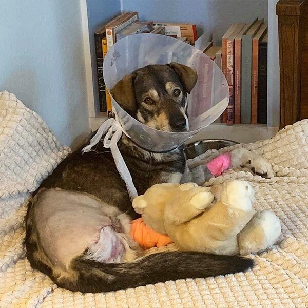 Nick recovering from surgery at foster home