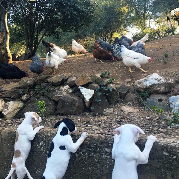 Puppies learning to like chickens at their foster home, April 2021
