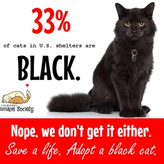 Black cats are beautiful.