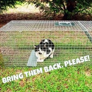 Cat caught in humane trap - Bring back borrowed traps, please