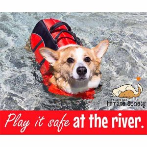 Dog swimming while wearing a red life jacket