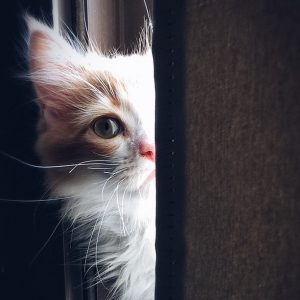 Kittens in need