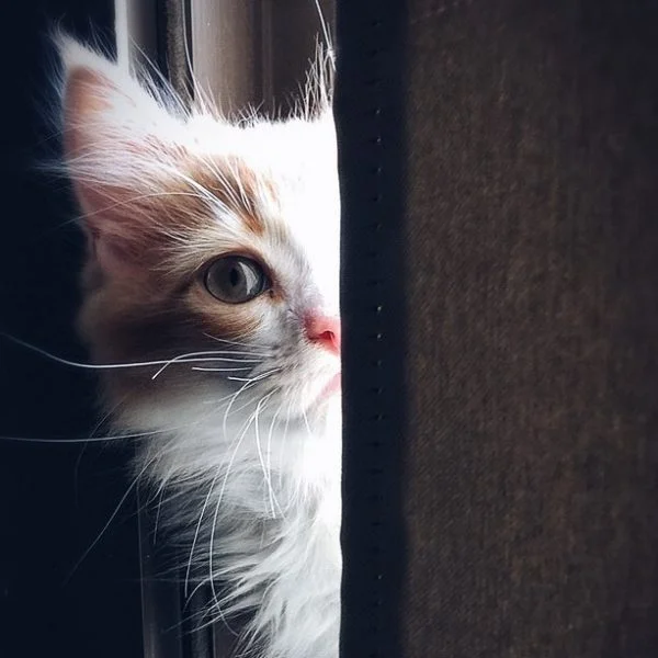Kittens in need