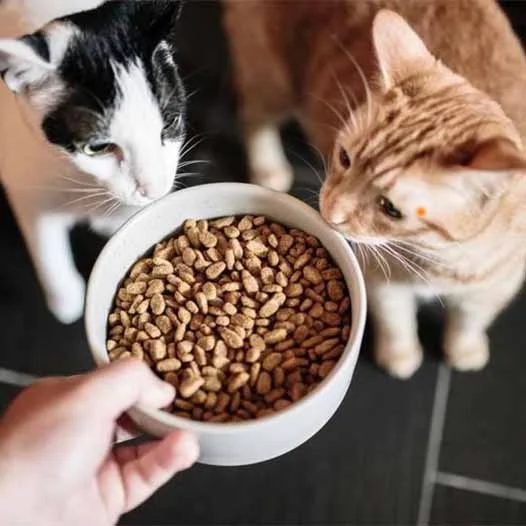 Two cats being fed dry food in a white bowl