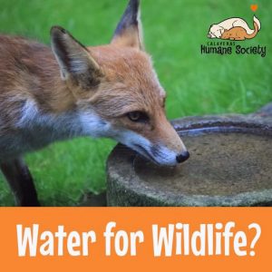 Water For Wildlife? Don't do it.