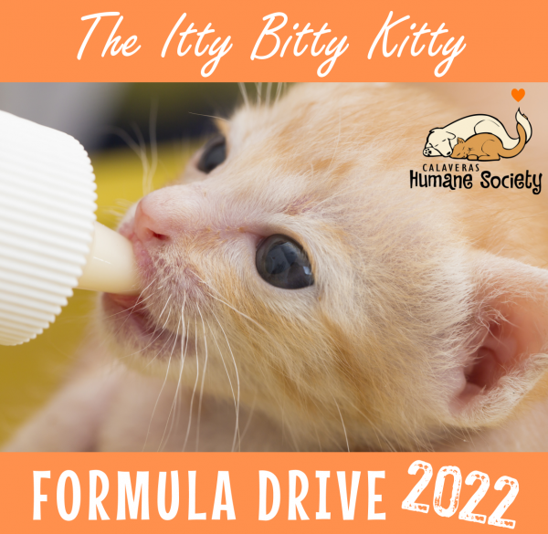 While kitten being bottle fed - The Itty Bitty Kitty Formula Drive 2022