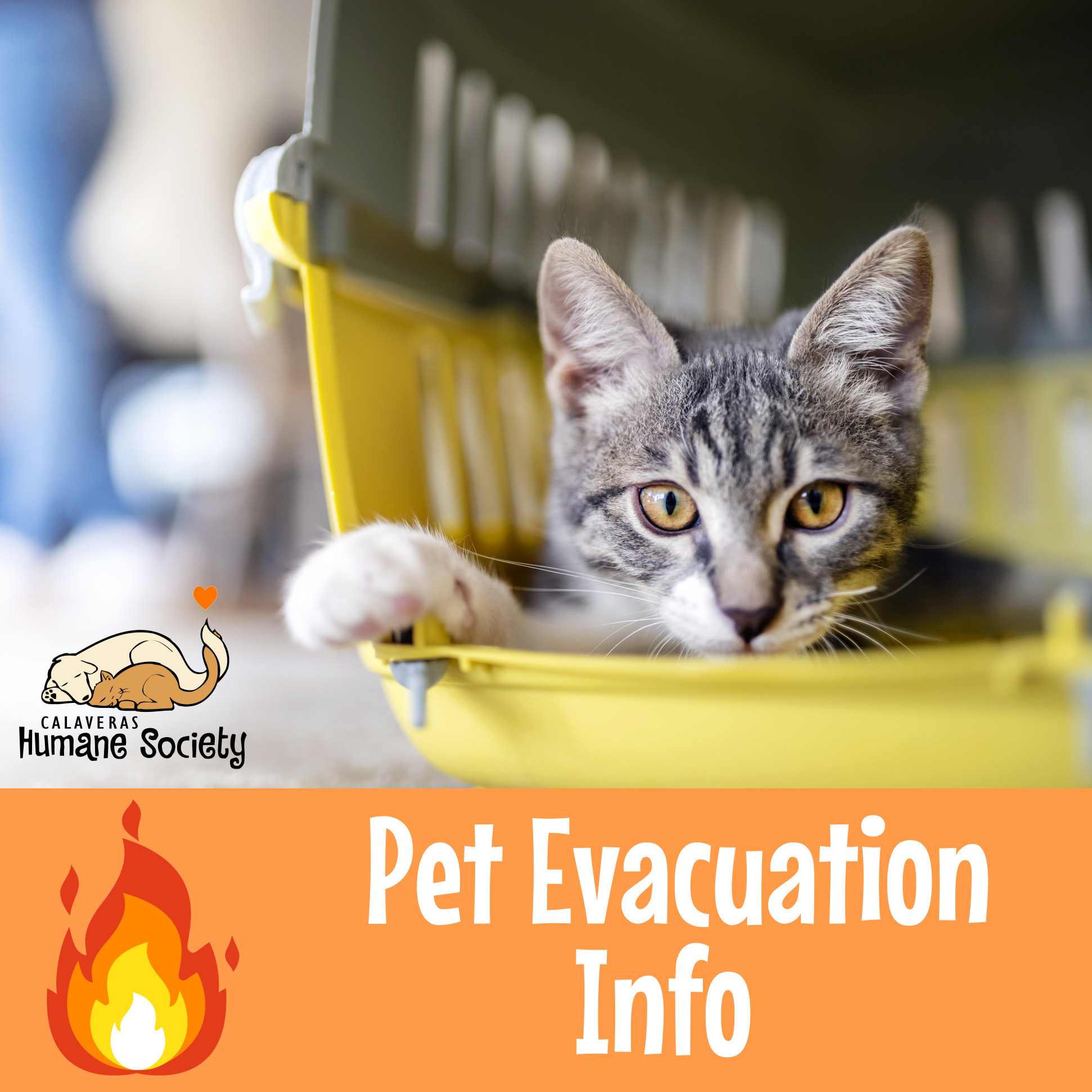 Cat in carrier - pet evacuation information