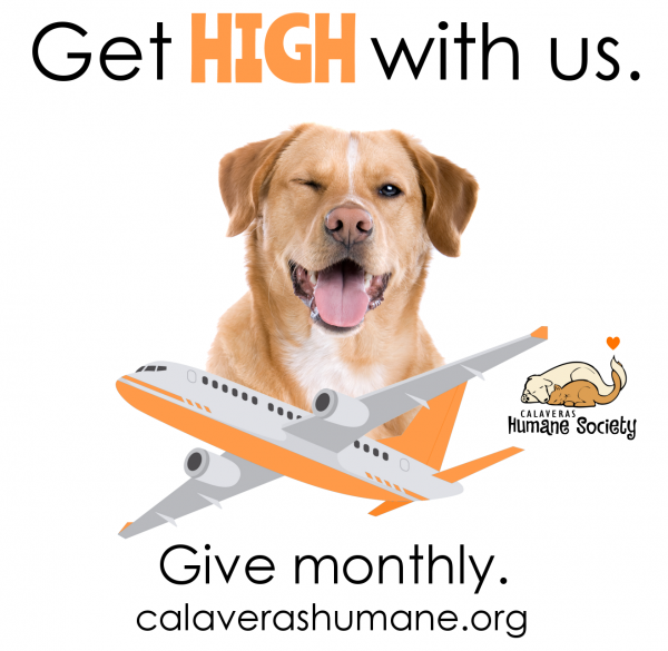 Winking dog on top of airplane - Recurring Donation