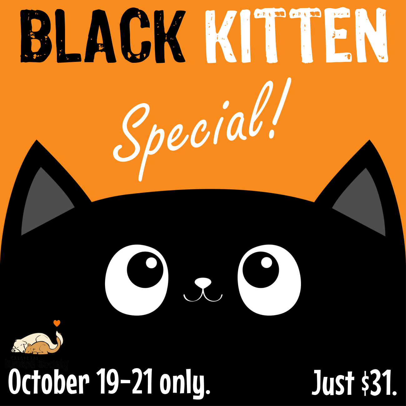 Black Kitten Special