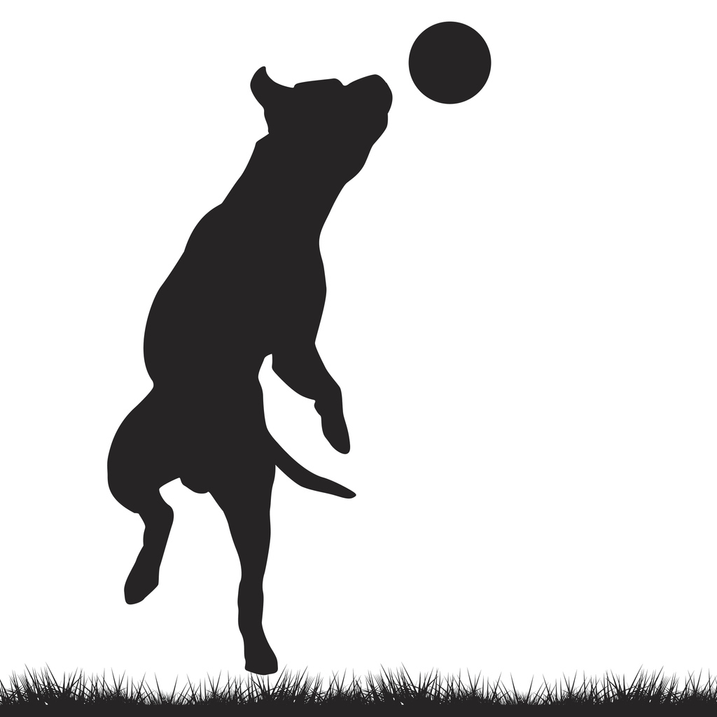 dog-playing-with-ball-calaveras-humane-society