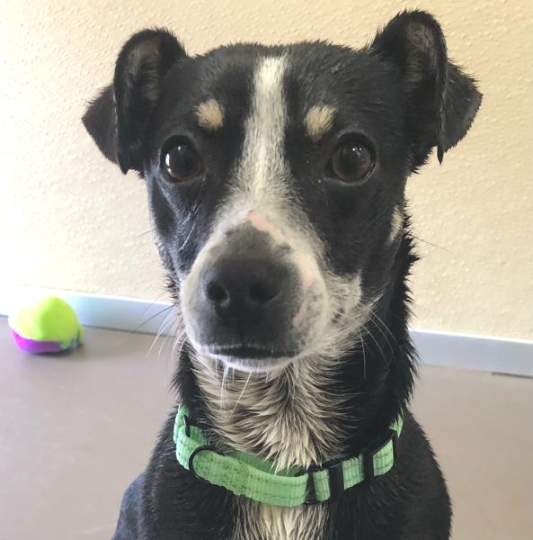 Vinnie - Calaveras Humane Society