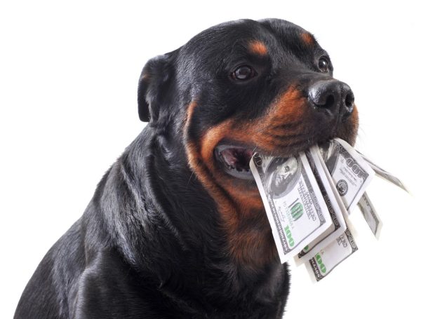 Dog with cash money in mouth
