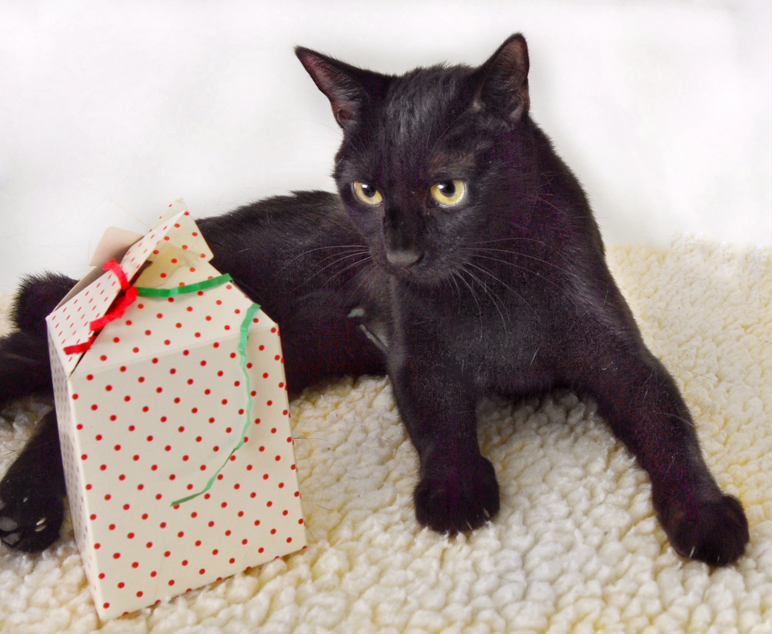 Cat Traps Needed - Calaveras Humane Society